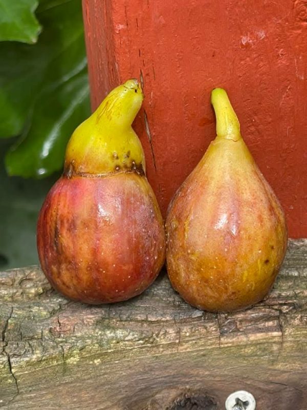 小果迷-种植爱好者交流互动平台