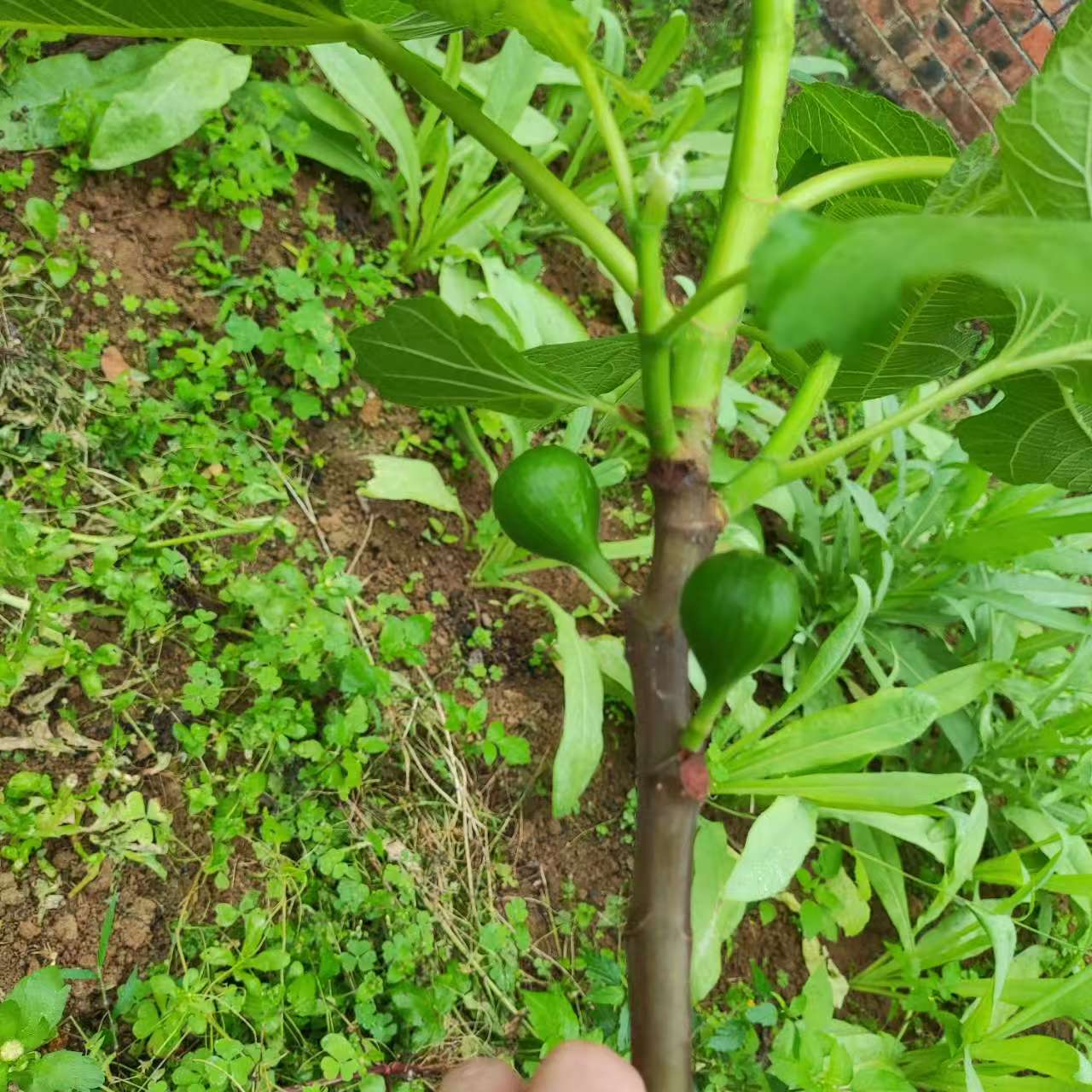 小果迷-种植爱好者交流互动平台