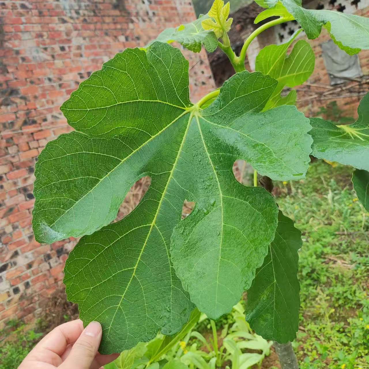 小果迷-种植爱好者交流互动平台