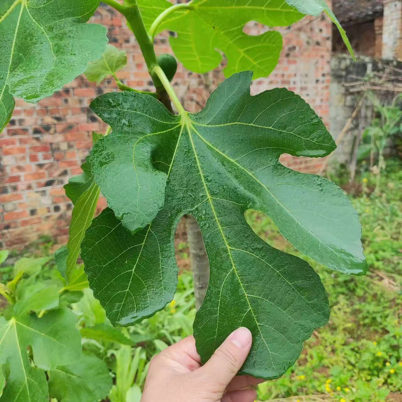 小果迷-种植爱好者交流互动平台