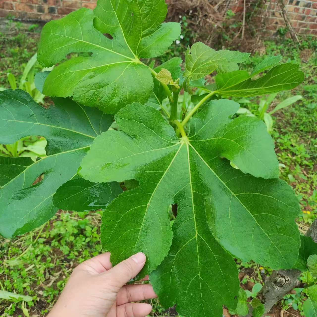 小果迷-种植爱好者交流互动平台