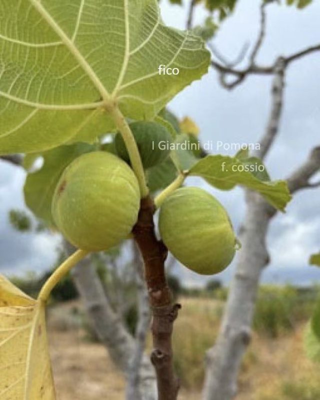 小果迷-种植爱好者交流互动平台