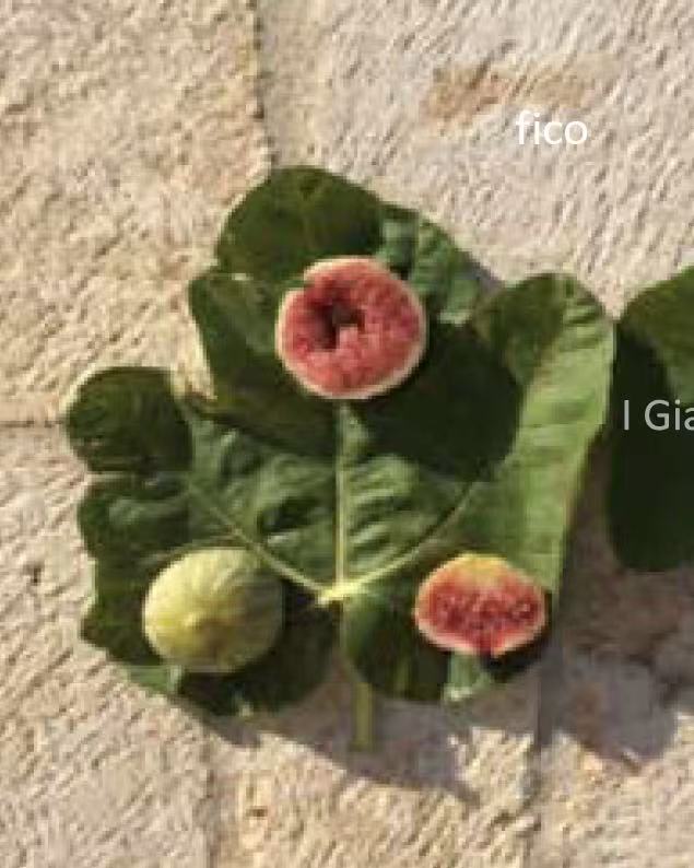 小果迷-种植爱好者交流互动平台