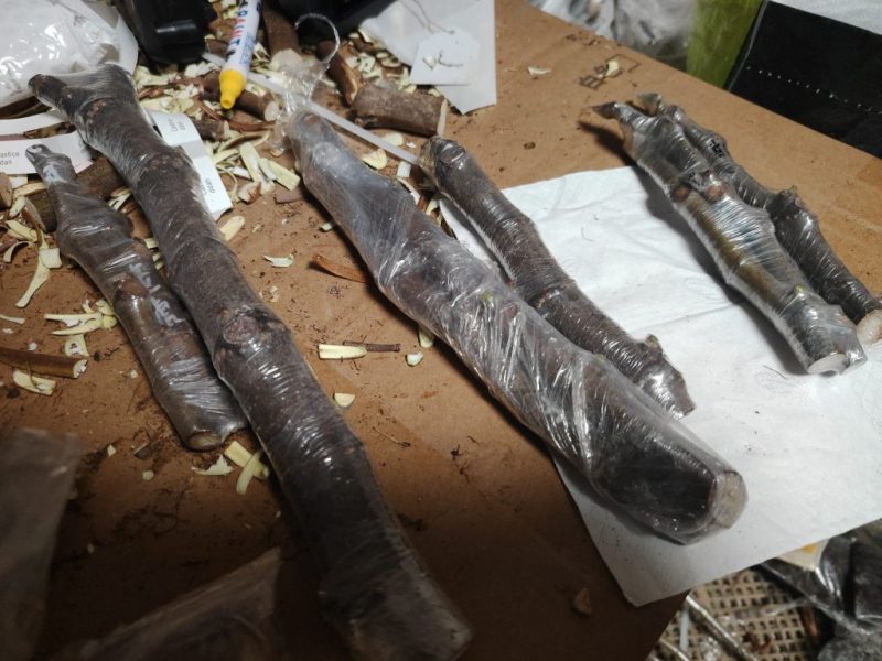 分享3份，北风，花叶老虎，小果迷一号各一根-小果迷