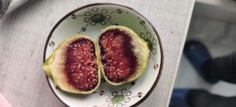 变异绿早  终看到分享出去的成果了-小果迷