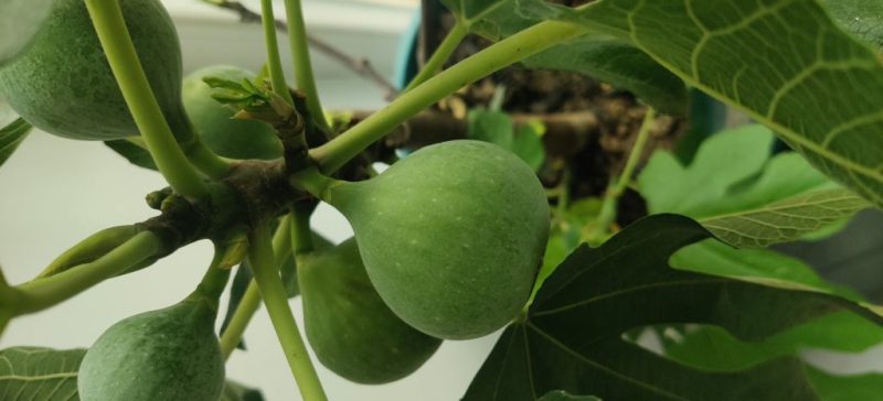 变异绿早  终看到分享出去的成果了-小果迷