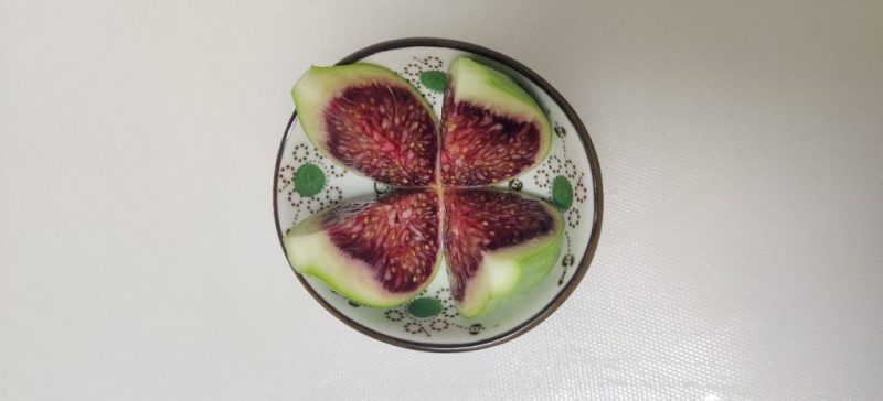 变异绿早  终看到分享出去的成果了-小果迷