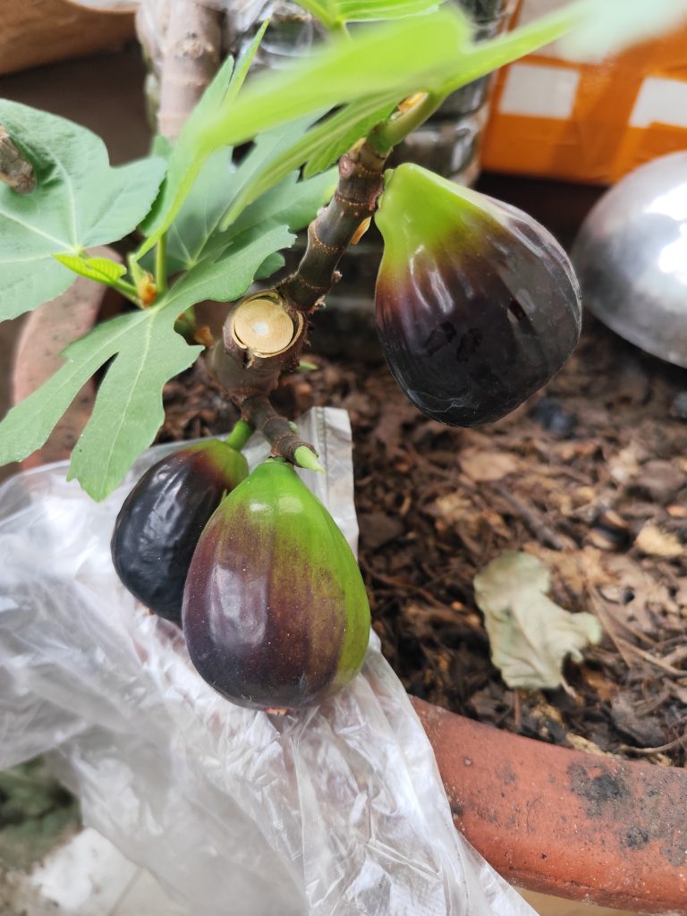 评论图片-小果迷