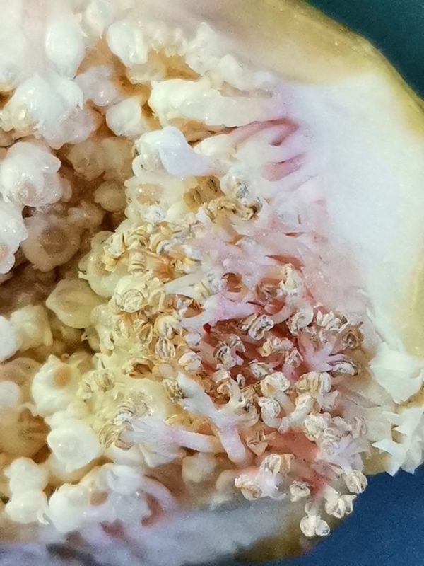 日本雄株花粉-小果迷