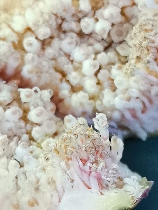 日本雄株花粉-小果迷