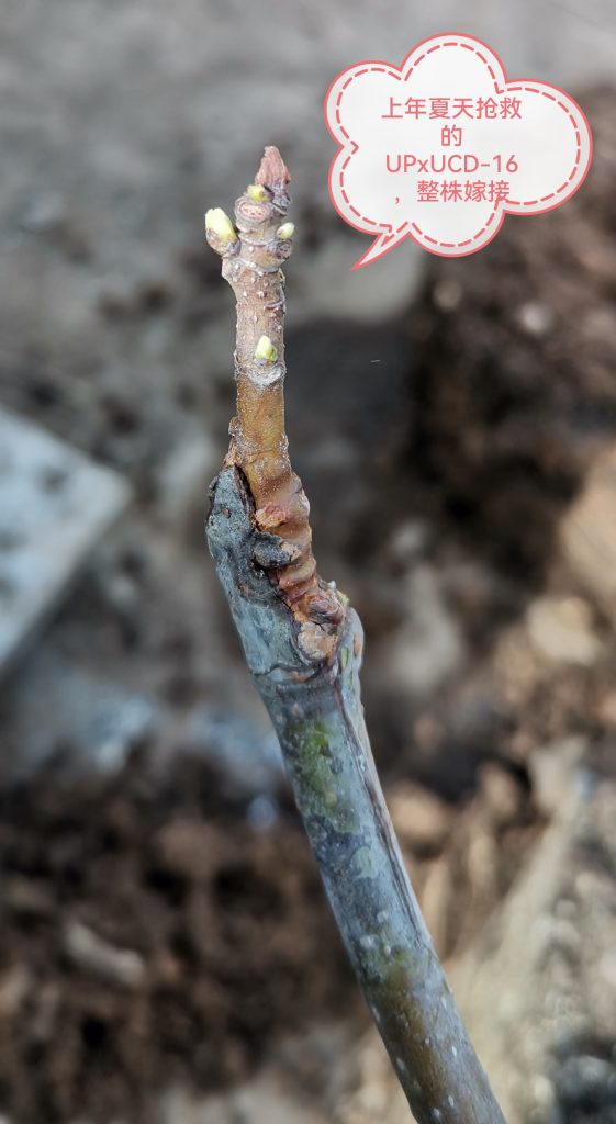 IMG_20260322_090034_edit_23383709179244