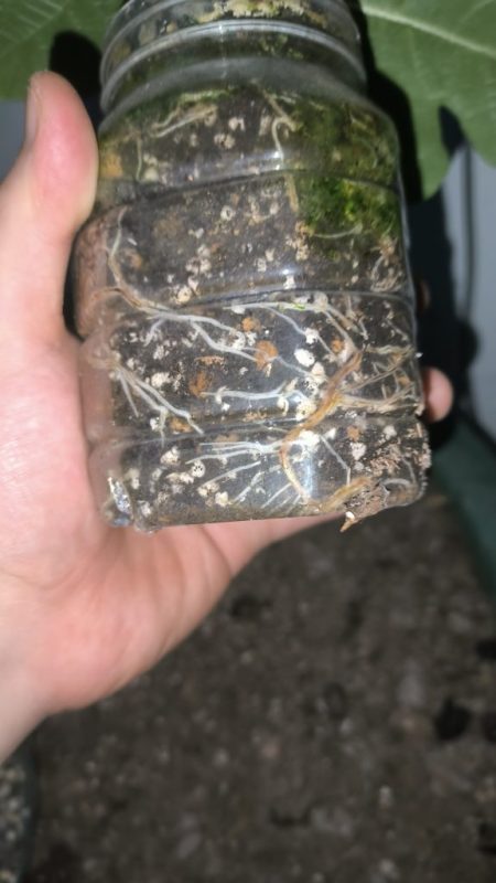 出三颗扦插苗-小果迷