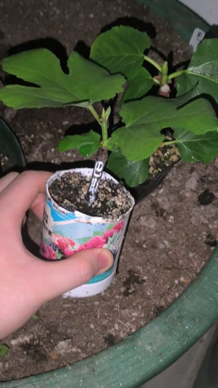 出三颗扦插苗-小果迷