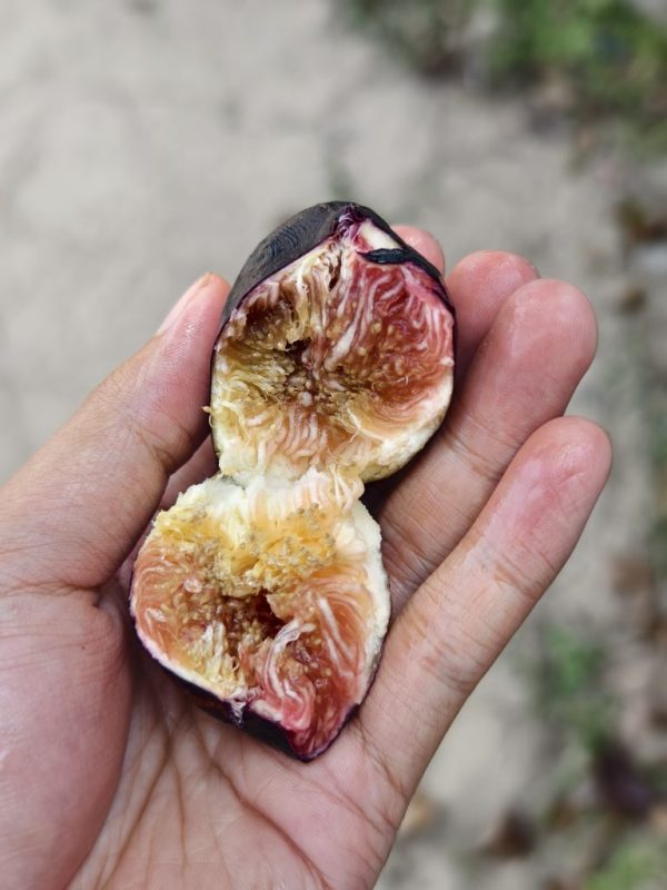 海南紫钻无花果-小果迷