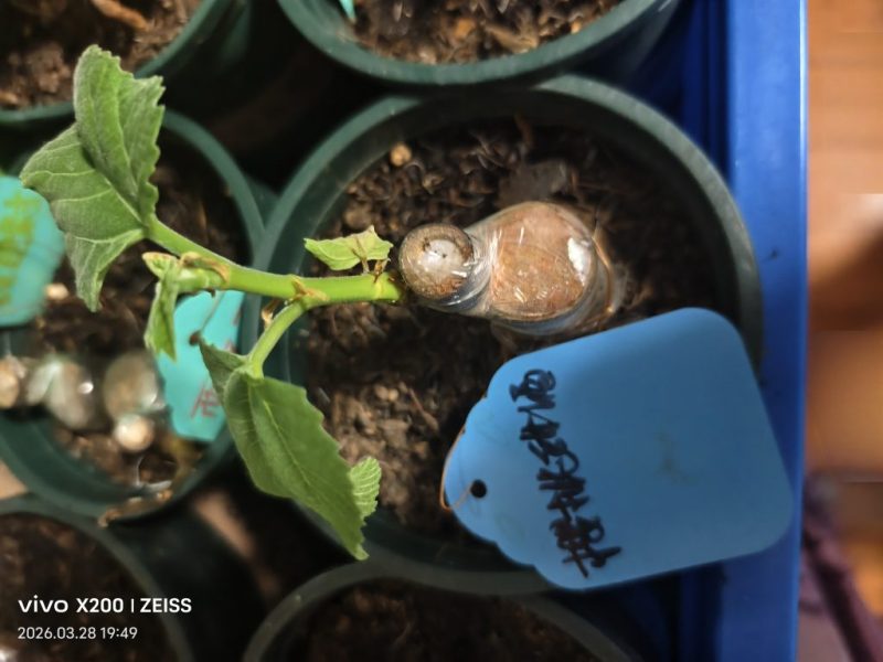 出樱桃甜酒，丽城嫁接苗-小果迷