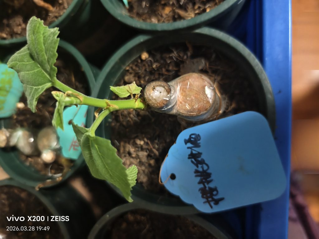 IMG_20260328_195053_edit_77977