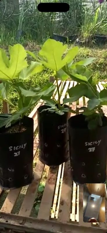 西西里27仅存的三棵苗-小果迷