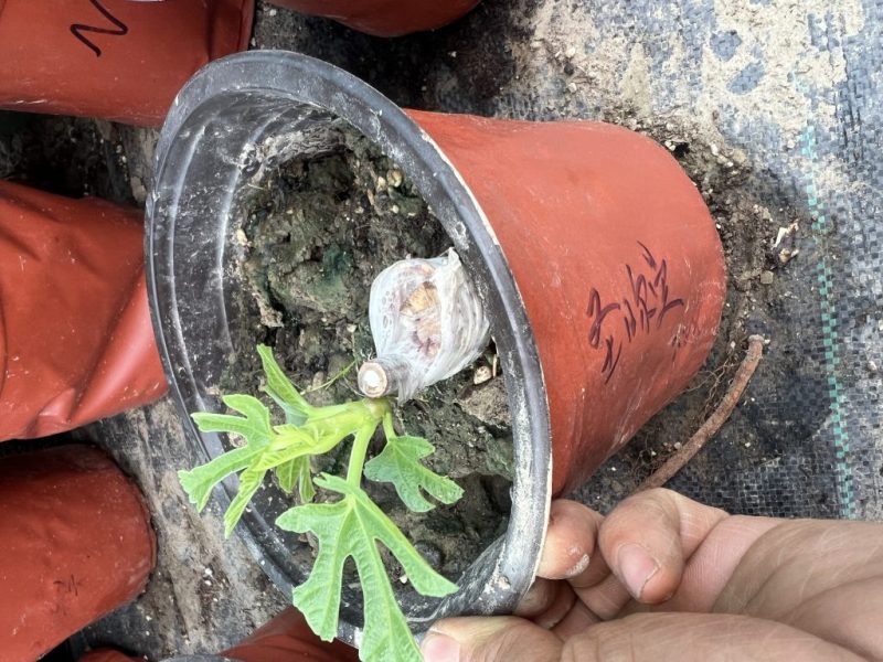 圣日耳曼的小苗-小果迷