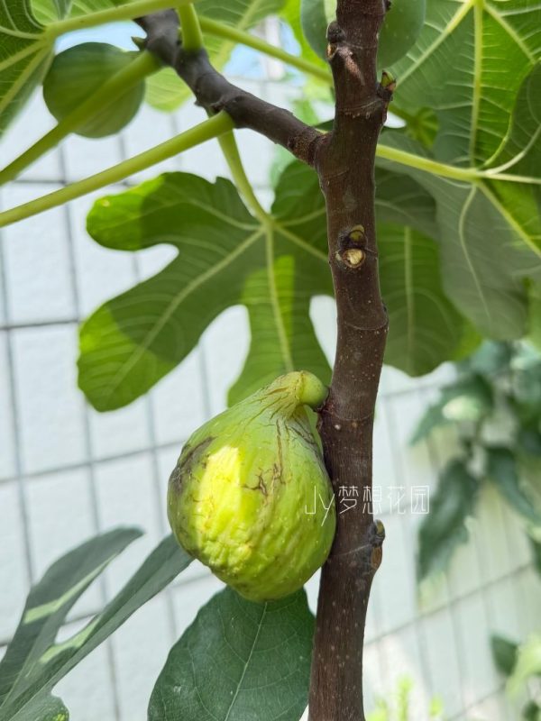 变异绿早无花果的报告-小果迷