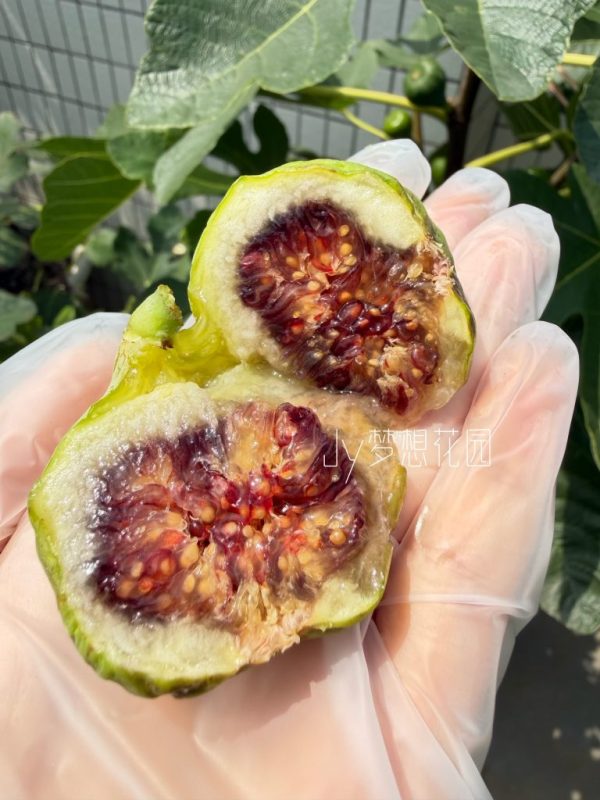 变异绿早无花果的报告-小果迷