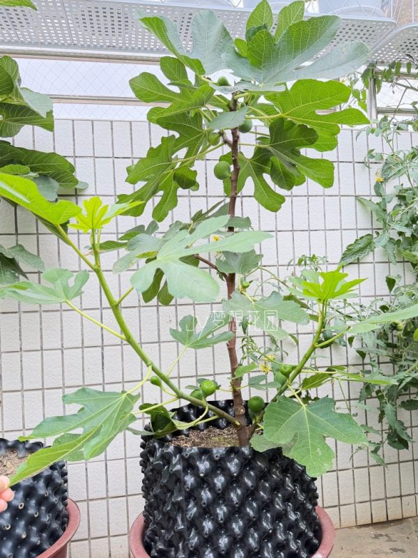 变异绿早无花果的报告-小果迷