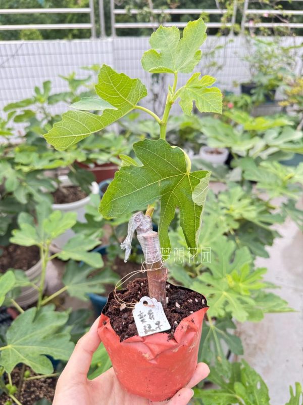 变异绿早无花果的报告-小果迷