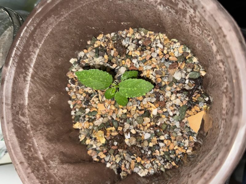 土耳其带回来的无花果-小果迷