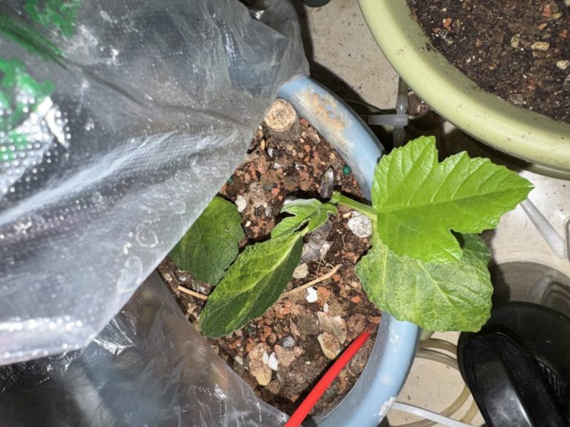 土耳其带回来的无花果-小果迷