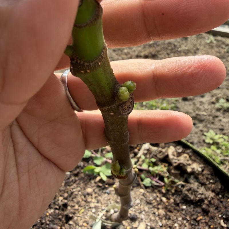 271和UCD都有果芽了-小果迷