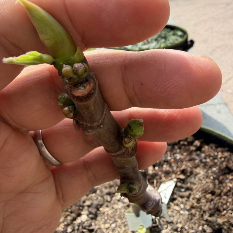 271和UCD都有果芽了-小果迷