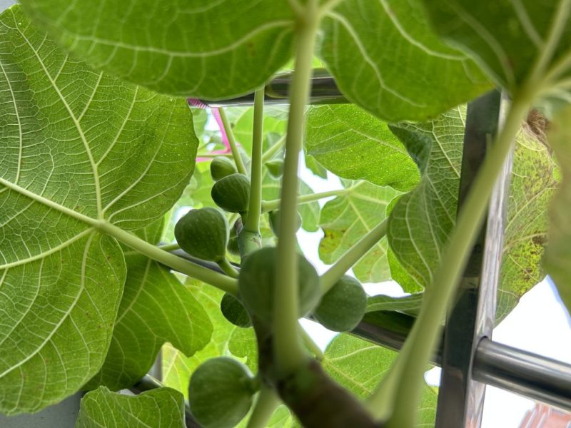 精致无花果-小果迷