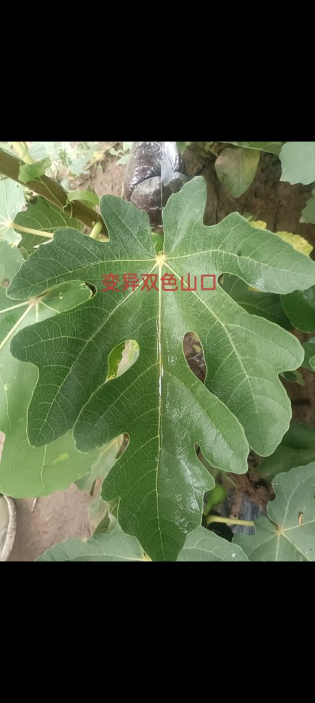 评论图片-小果迷