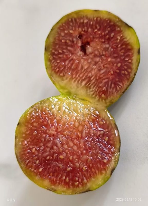 有糖斑的双果黄（春果）-小果迷