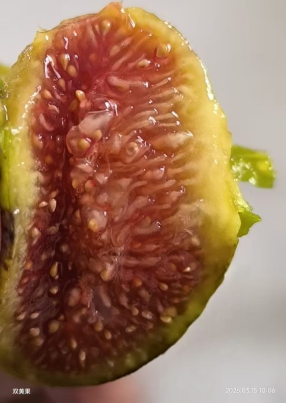 有糖斑的双果黄（春果）-小果迷