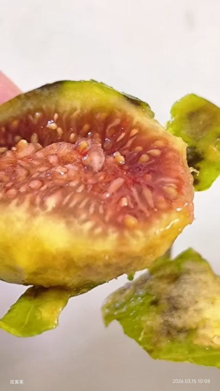 有糖斑的双果黄（春果）-小果迷