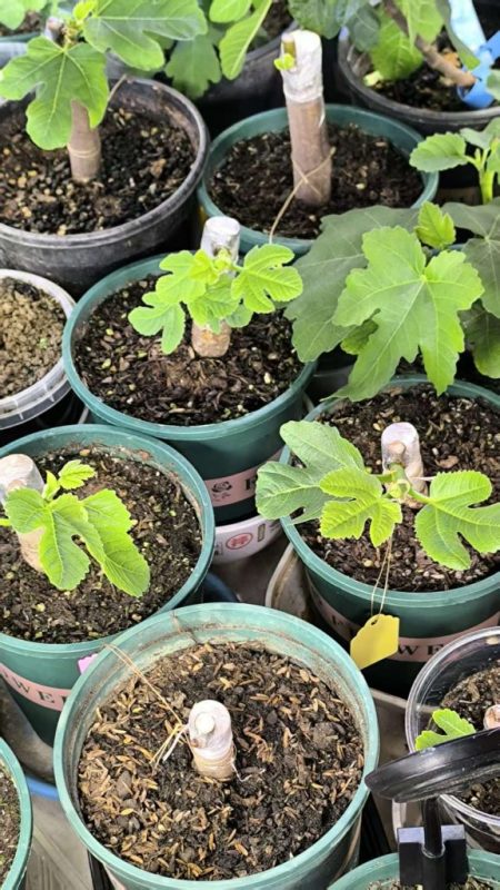 3月，最适合嫁接的季节来了-小果迷