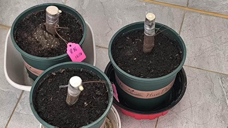 3月，最适合嫁接的季节来了-小果迷