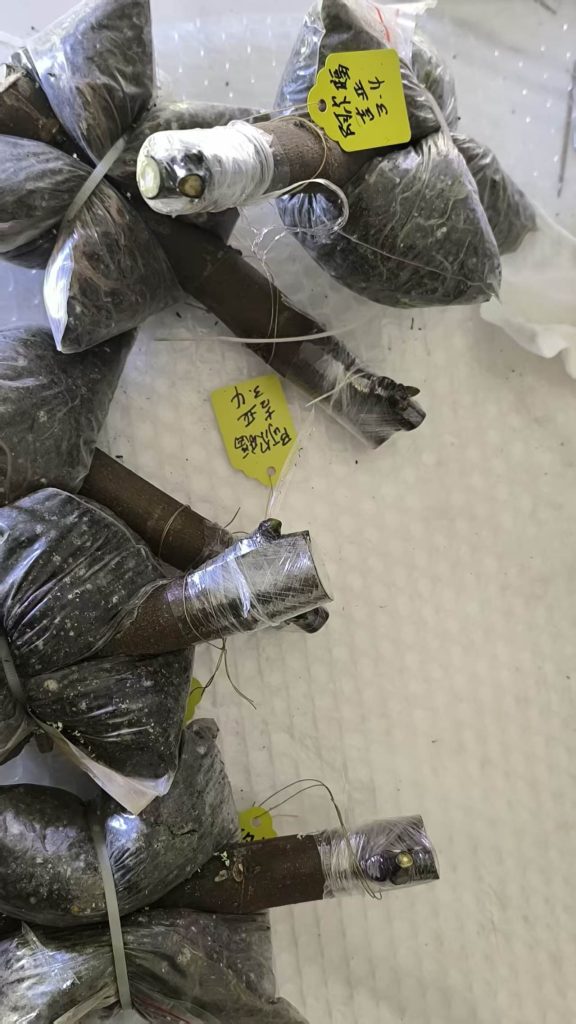 mmexport1773549559378