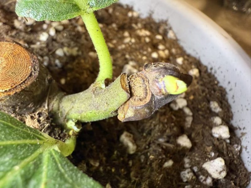 第一次嫁接活了两芽-小果迷