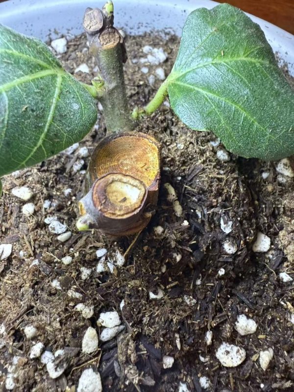 第一次嫁接活了两芽-小果迷