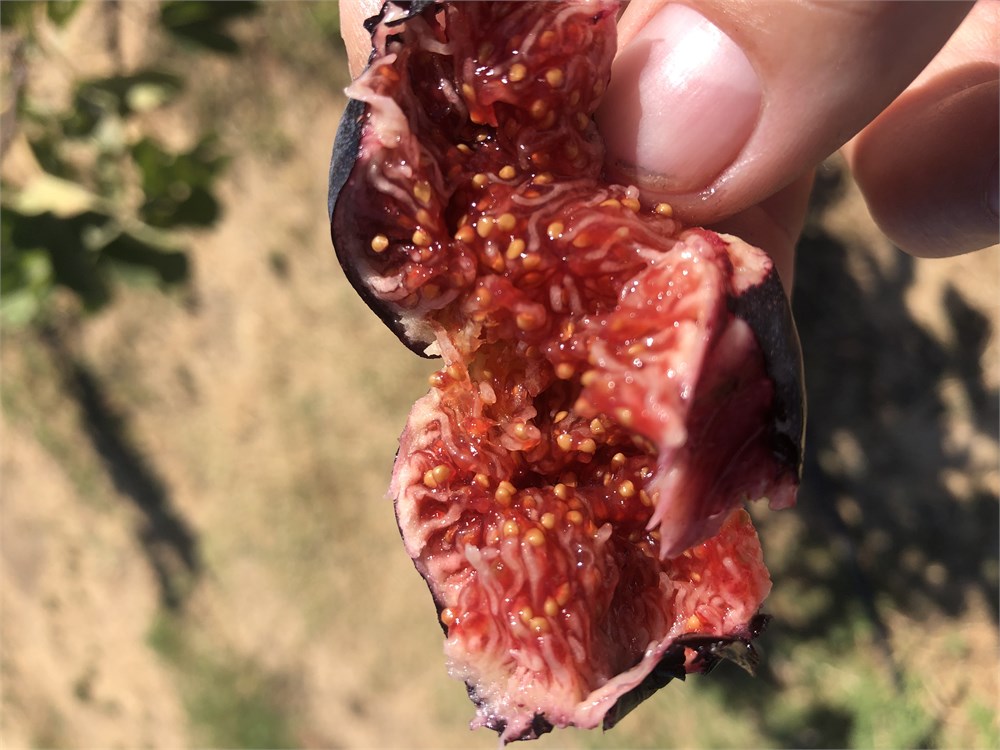 小果迷-种植爱好者交流互动平台