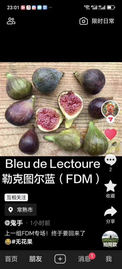 勒克图尔蓝色 Bleu de Lectoure FdM(鬼手)-小果迷