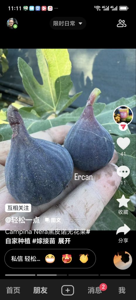 黑皮诺/坎皮纳黑  Campina Nera (轻松一点)-小果迷