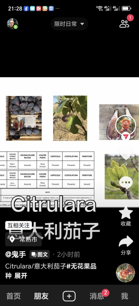 意大利茄子 Citrullara / Fico Citrulara（波莫纳花园）-小果迷