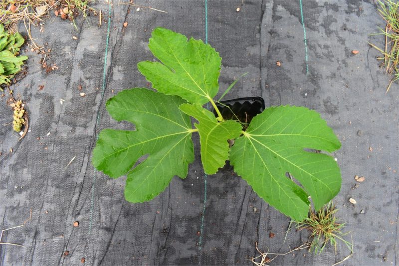 小果迷-种植爱好者交流互动平台