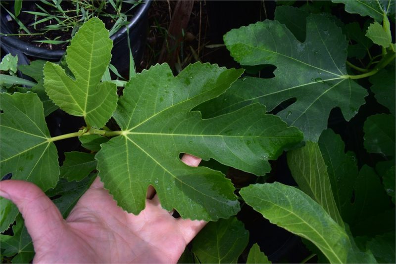 小果迷-种植爱好者交流互动平台