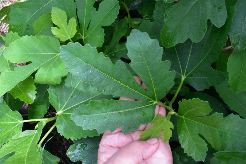 小果迷-种植爱好者交流互动平台