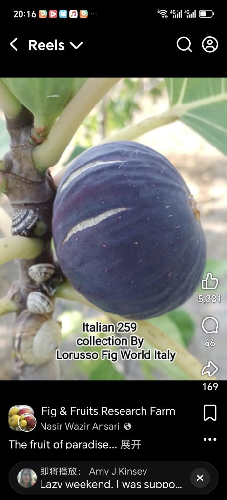 I259/意大利259  Italian259(木木田心)-小果迷