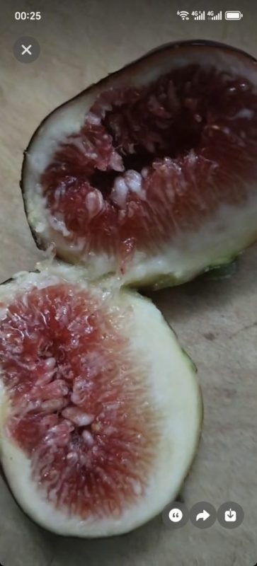 小果迷-种植爱好者交流互动平台