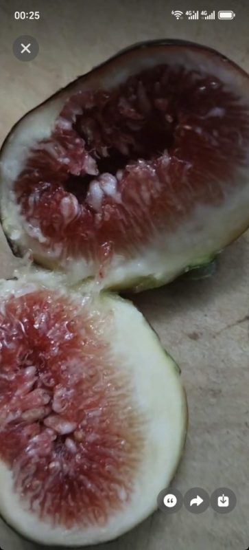 小果迷-种植爱好者交流互动平台